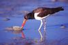 Oystercatcher