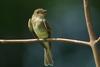 birdphoebe1030204