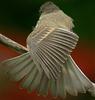 birdphoebe2030204