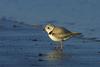 Piping plover