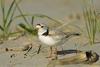 Piping plover