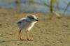 Piping plover chick