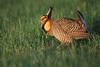 Prairie Chicken