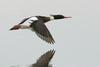 Red-breasted Merganser