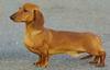 Dachshund