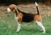 Beagle