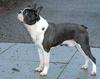 Boston Terrier