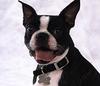 Boston Terrier