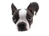 Boston Terrier