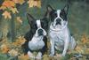 Boston Terrier