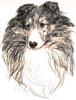 Shetland Sheepdog