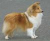 Shetland Sheepdog