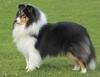 Shetland Sheepdog