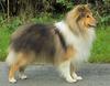 Shetland Sheepdog