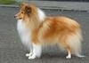 Shetland Sheepdog