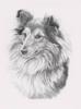 Shetland Sheepdog