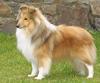 Shetland Sheepdog