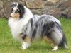 Shetland Sheepdog