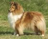 Shetland Sheepdog