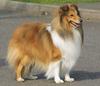 Shetland Sheepdog