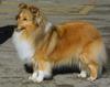 Shetland Sheepdog