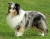 Shetland Sheepdog