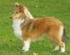 Shetland Sheepdog