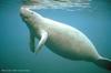 Manatee