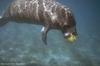 Manatee