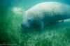 Manatee