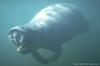 Manatee