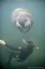 Manatee