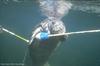 Manatee