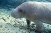 Manatee