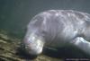 Manatee