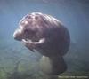 Manatee