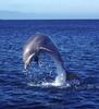 Dolphins