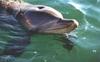 Dolphins