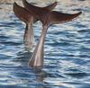 Dolphins
