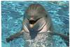 Dolphins