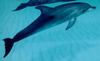 Dolphins