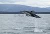 Dolphins