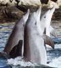 Dolphins
