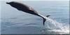 Dolphins