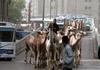 Egyptian traffic jam