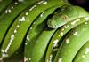 Green Tree Python