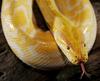 Albino Burmese Python