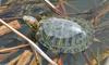 Late Winter Critters - Red-eared Slider (Trachemys scripta elegans)181