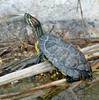 Late Winter Critters - Red-eared Slider (Trachemys scripta elegans)182