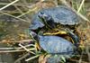 Late Winter Critters - Red-eared Slider with Yellow-bellied Slider